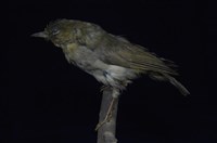 藏品(綠繡眼)的圖片